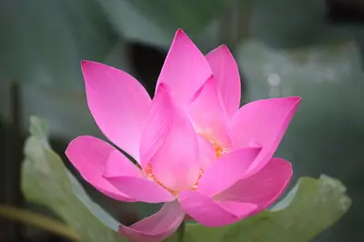 Dott.ssa Georgina Elena Ruth Bonomi - Medicina Ayurvedica Roma